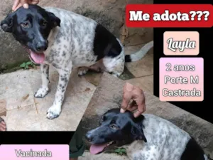 Cachorro raça SRD-ViraLata idade 2 anos nome Layla