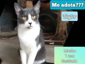 Gato raça SRD-ViraLata idade 1 ano nome Taylor