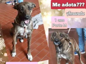 Cachorro raça SRD-ViraLata idade 1 ano nome Amanda