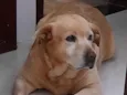 Belinha