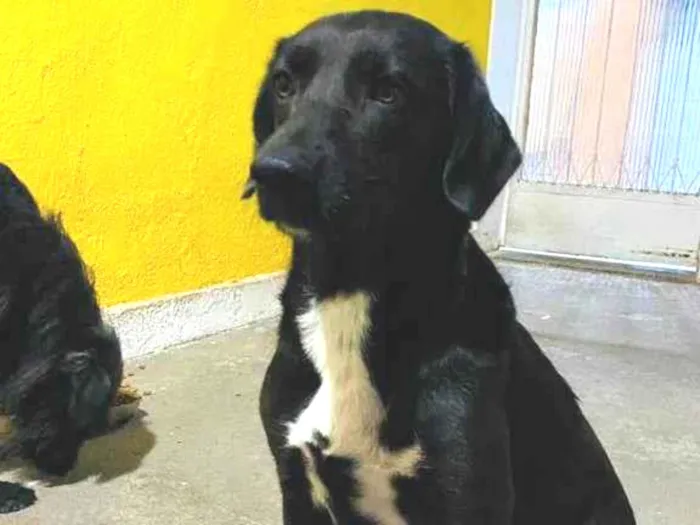 Cachorro ra a SRD-ViraLata idade 3 anos nome Nina