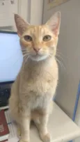 Simba
