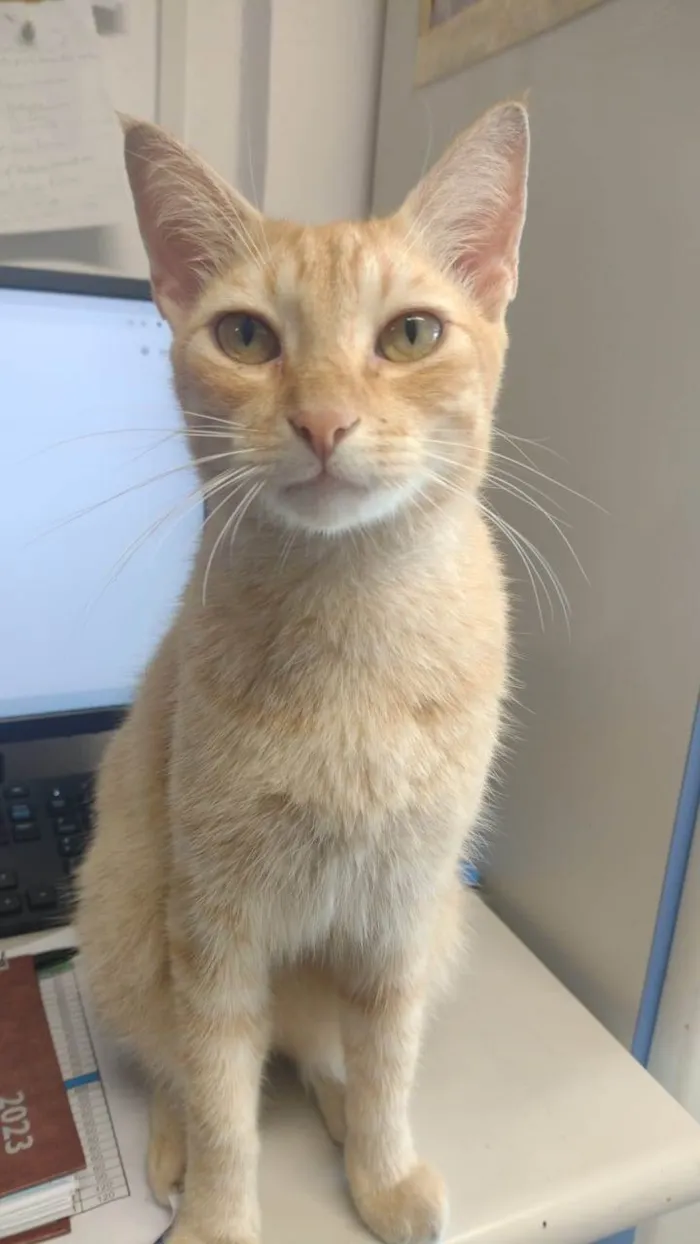 Gato ra a Srd idade 2 a 6 meses nome Simba