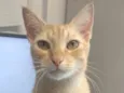 Simba