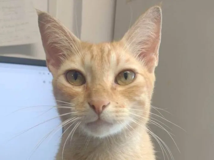 Gato ra a Srd idade 2 a 6 meses nome Simba