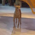 MARQUITO