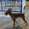 MARQUITO