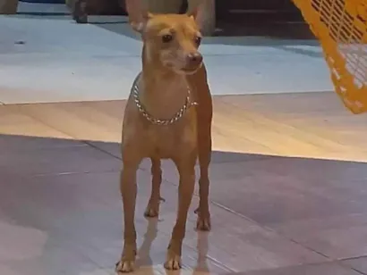 Cachorro raça Pinscher idade 4 anos nome MARQUITO