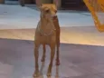 MARQUITO