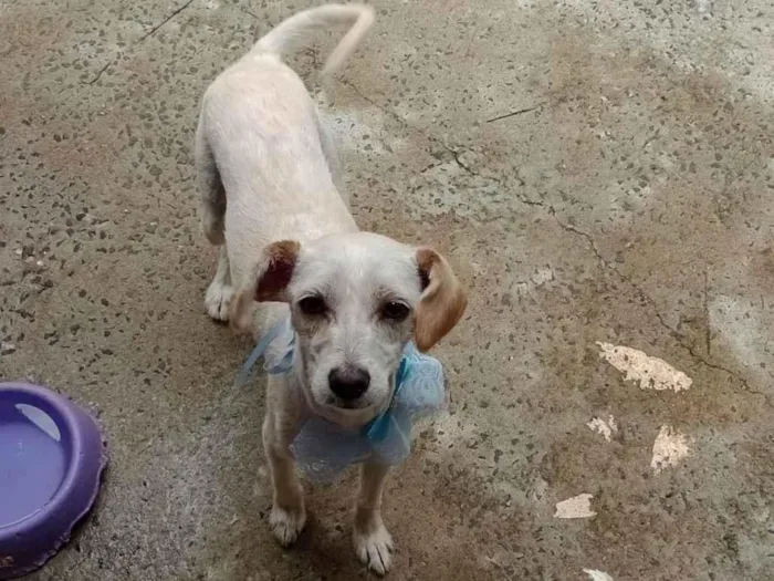 Cachorro ra a Vira idade 2 anos nome Kira