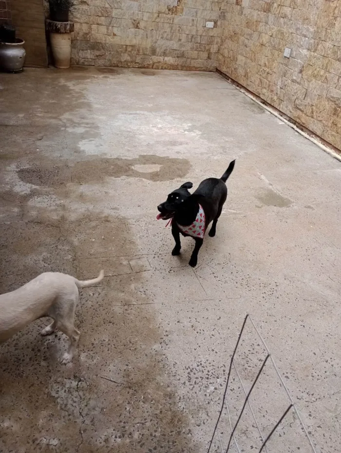 Cachorro ra a Vira idade 2 anos nome Bombom