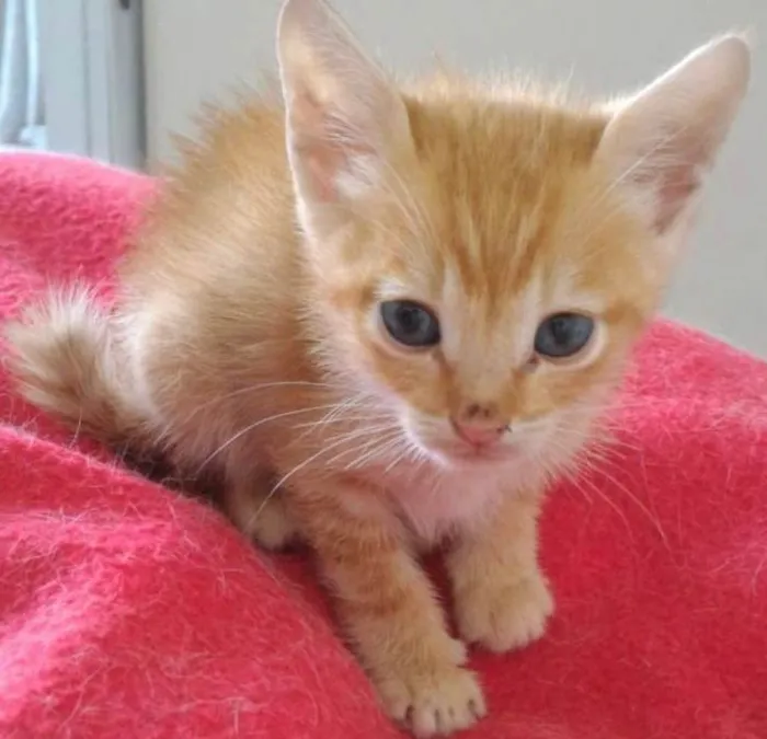Gato ra a SRD-ViraLata idade 2 a 6 meses nome AMARELO