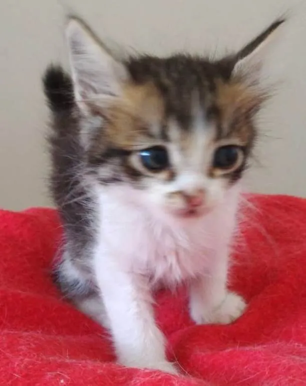 Gato raça SRD-ViraLata idade 2 a 6 meses nome GREY