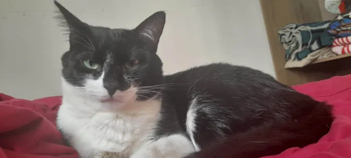 Gato ra a SRD-ViraLata idade 2 anos nome Tanajura e Frodo
