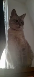 Tanajura e Frodo