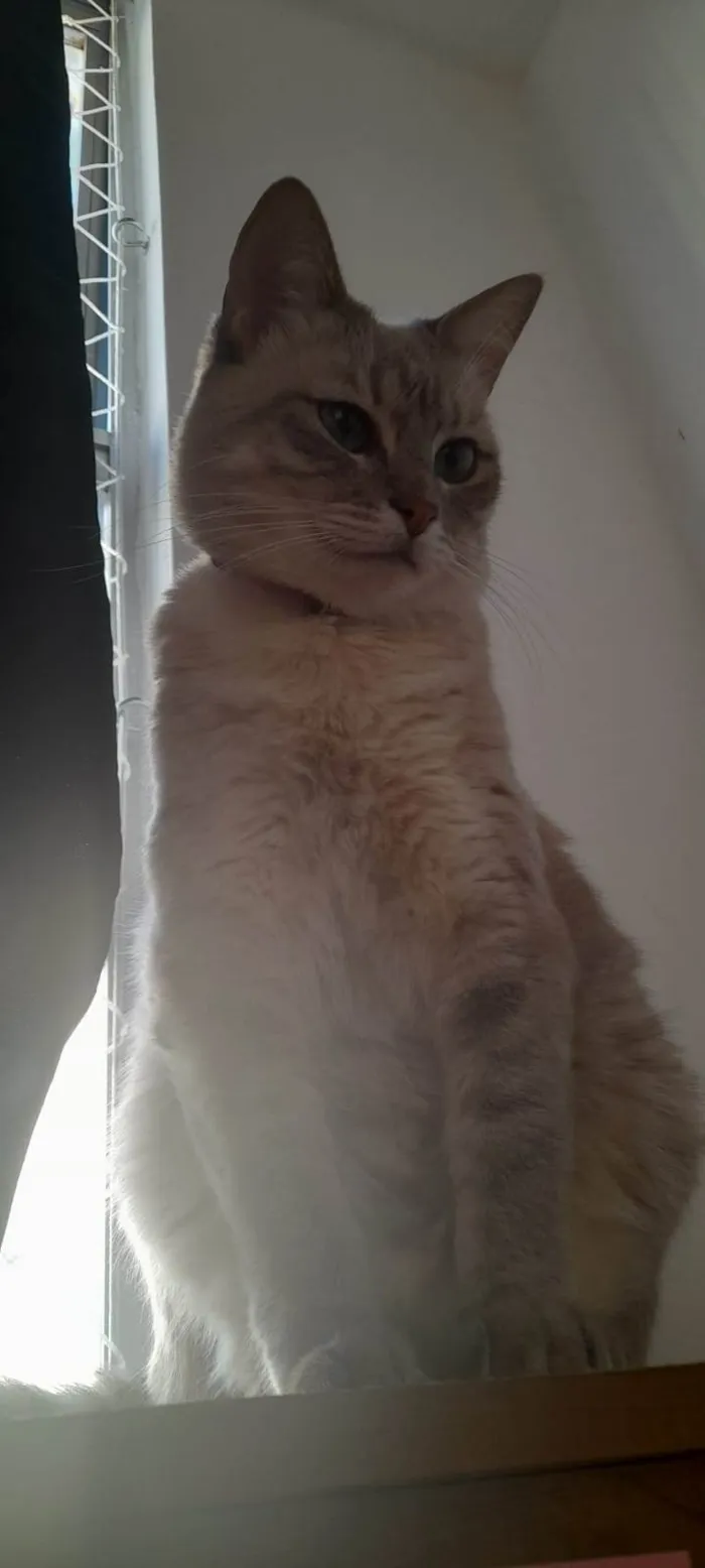 Gato ra a SRD-ViraLata idade 2 anos nome Tanajura e Frodo