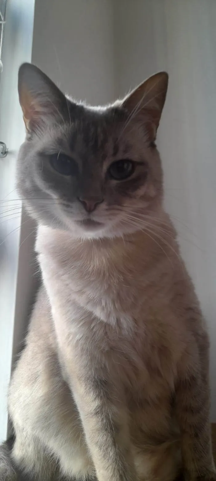 Gato ra a SRD-ViraLata idade 2 anos nome Tanajura e Frodo