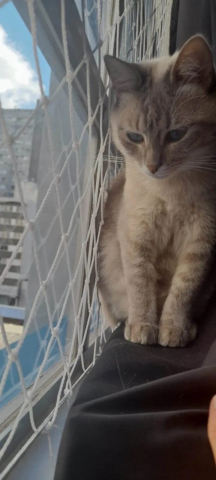 Gato ra a SRD-ViraLata idade 2 anos nome Tanajura e Frodo