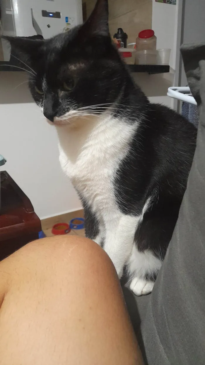 Gato ra a SRD-ViraLata idade 2 anos nome Tanajura e Frodo