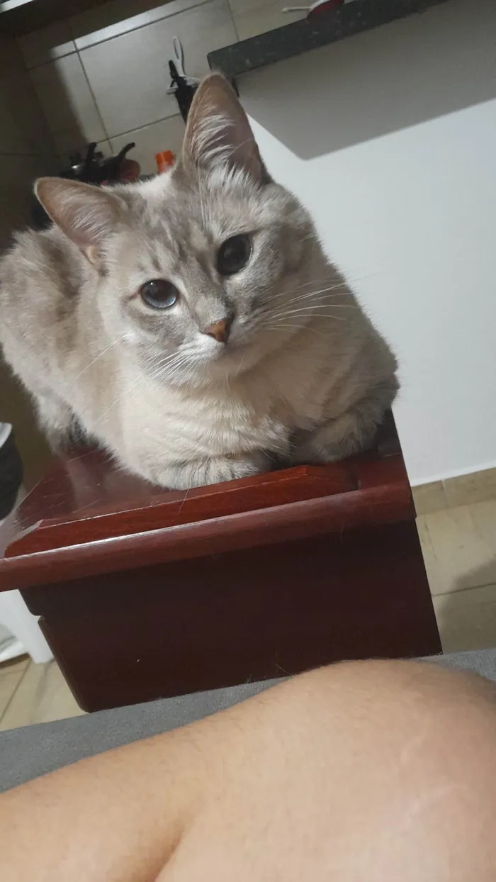 Gato ra a SRD-ViraLata idade 2 anos nome Tanajura e Frodo