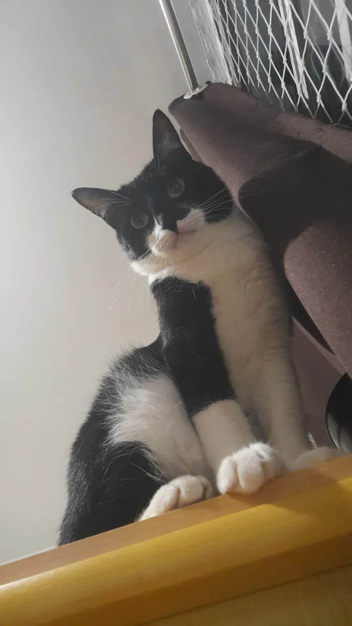 Gato ra a SRD-ViraLata idade 2 anos nome Tanajura e Frodo
