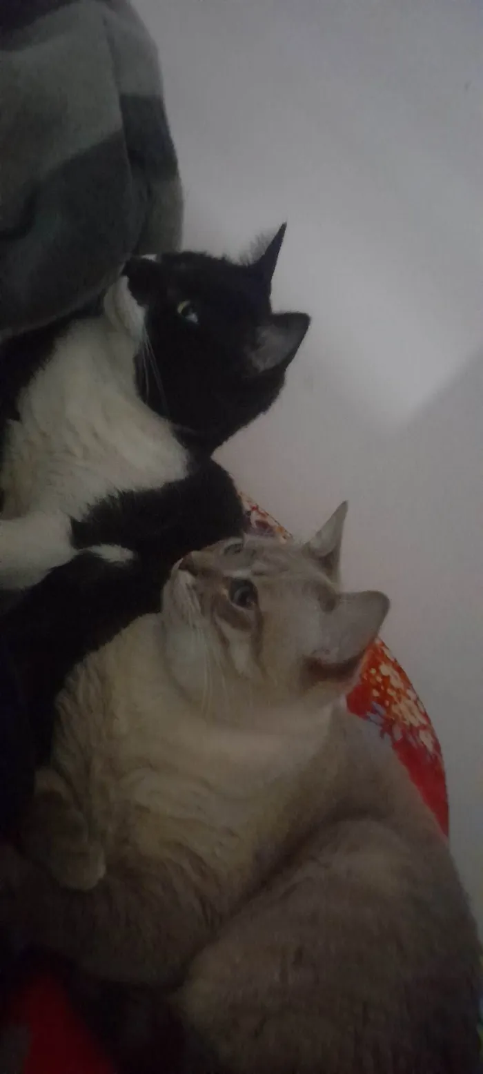 Gato ra a SRD-ViraLata idade 2 anos nome Tanajura e Frodo