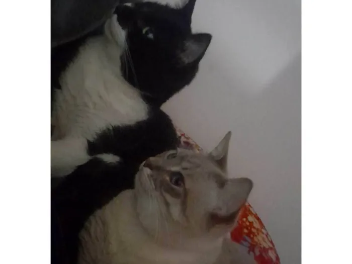 Gato ra a SRD-ViraLata idade 2 anos nome Tanajura e Frodo