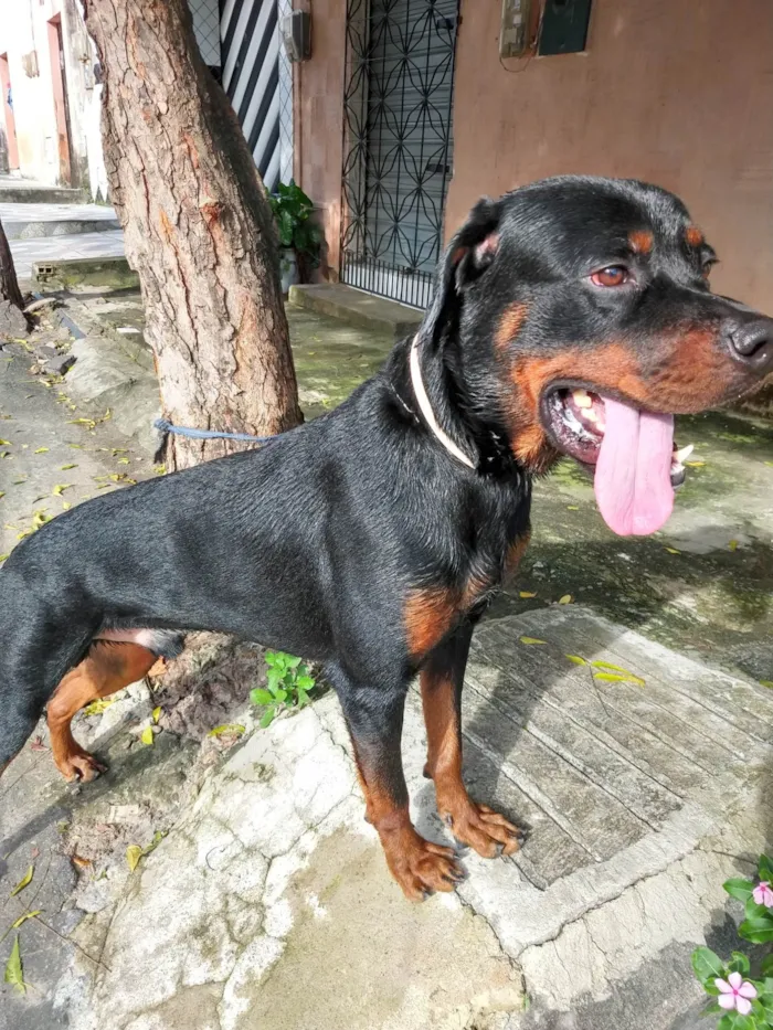 Cachorro ra a Rottweiler idade 5 anos nome Rauff