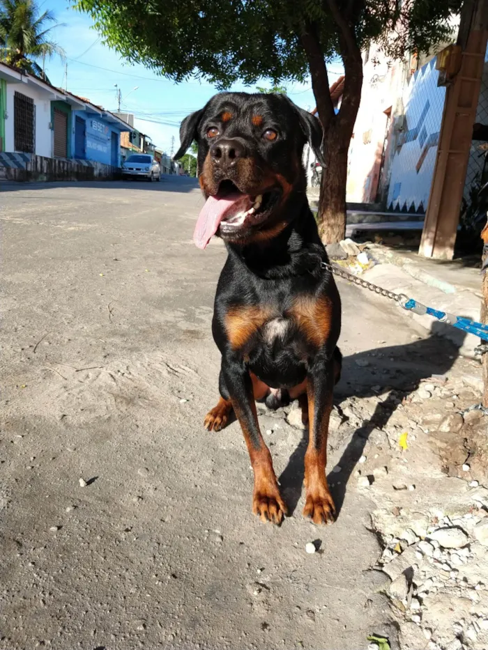 Cachorro ra a Rottweiler idade 5 anos nome Rauff