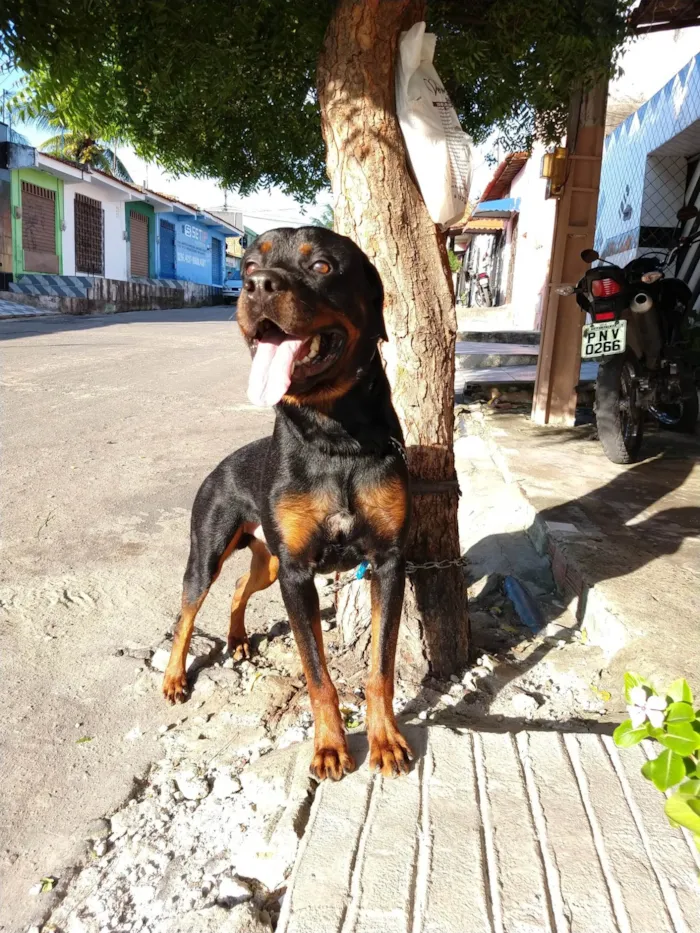 Cachorro ra a Rottweiler idade 5 anos nome Rauff