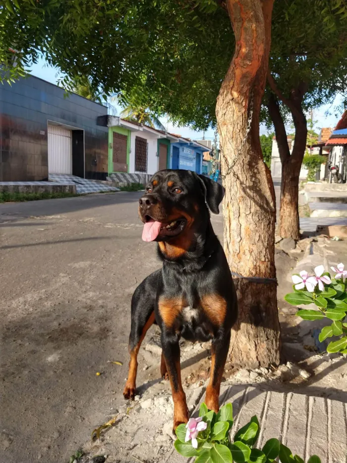 Cachorro ra a Rottweiler idade 5 anos nome Rauff