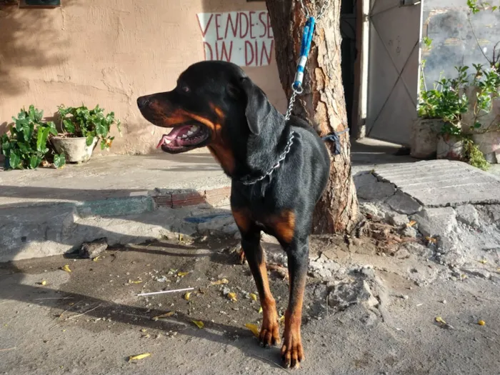 Cachorro ra a Rottweiler idade 5 anos nome Rauff