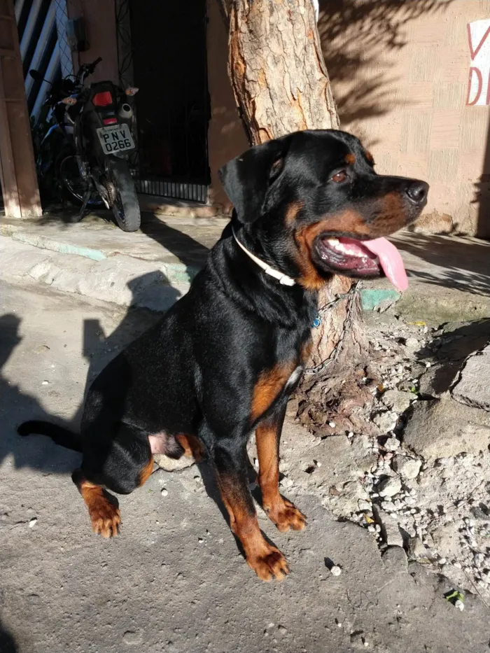 Cachorro ra a Rottweiler idade 5 anos nome Rauff