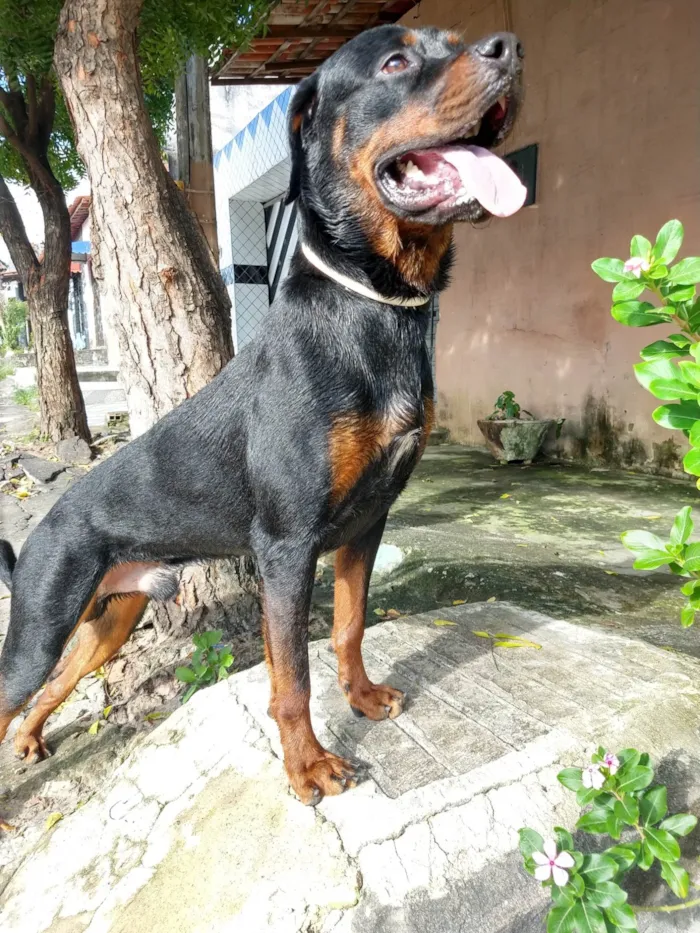 Cachorro ra a Rottweiler idade 5 anos nome Rauff