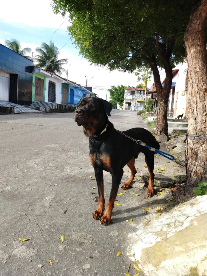 Cachorro ra a Rottweiler idade 5 anos nome Rauff