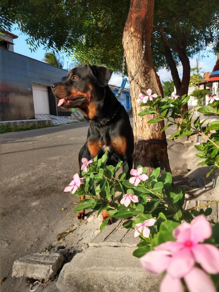 Cachorro ra a Rottweiler idade 5 anos nome Rauff