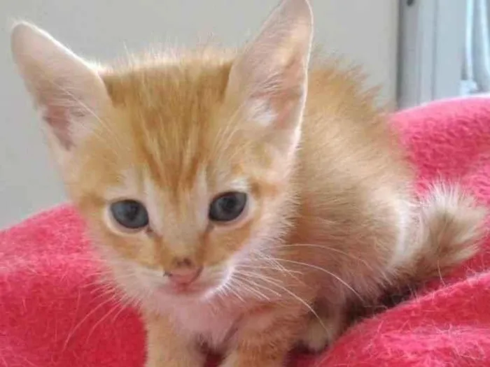 Gato ra a SRD-ViraLata idade 2 a 6 meses nome AMARELO