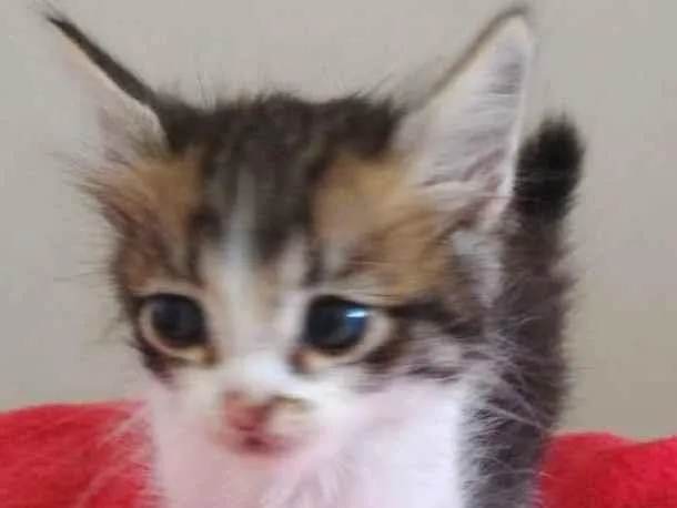 Gato raça SRD-ViraLata idade 2 a 6 meses nome GREY