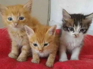 Gato raça SRD-ViraLata idade 2 a 6 meses nome FILHOTINHOS