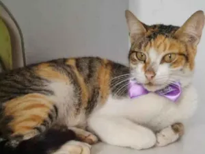 Gato raça SRD-ViraLata idade 1 ano nome TRICOLOR LINDA