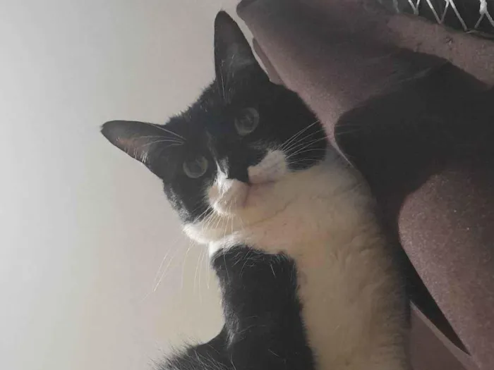Gato ra a SRD-ViraLata idade 2 anos nome Tanajura e Frodo