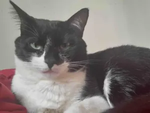 Gato raça SRD-ViraLata idade 2 anos nome Tanajura e Frodo
