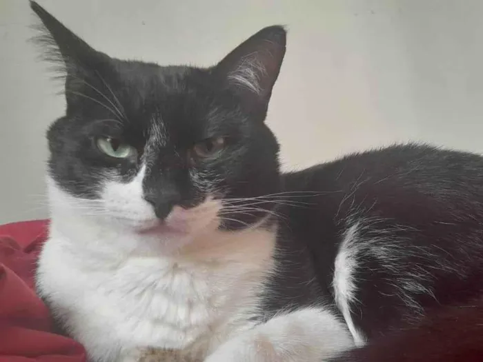 Gato ra a SRD-ViraLata idade 2 anos nome Tanajura e Frodo