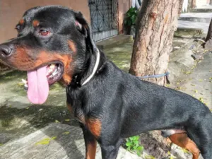Cachorro raça Rottweiler idade 5 anos nome Rauff