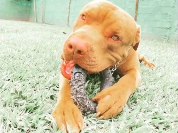 Cachorro ra a Pit-Bull idade 2 anos nome Odin