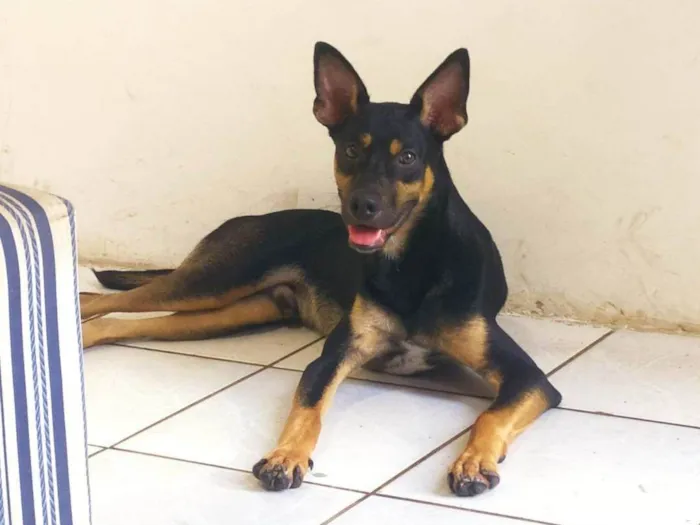 Cachorro ra a Viralata misturado com doberman idade 7 a 11 meses nome Bruce