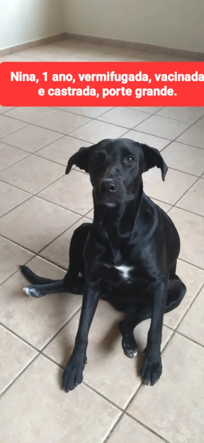 Cachorro raça SRD-ViraLata idade 1 ano nome Nina