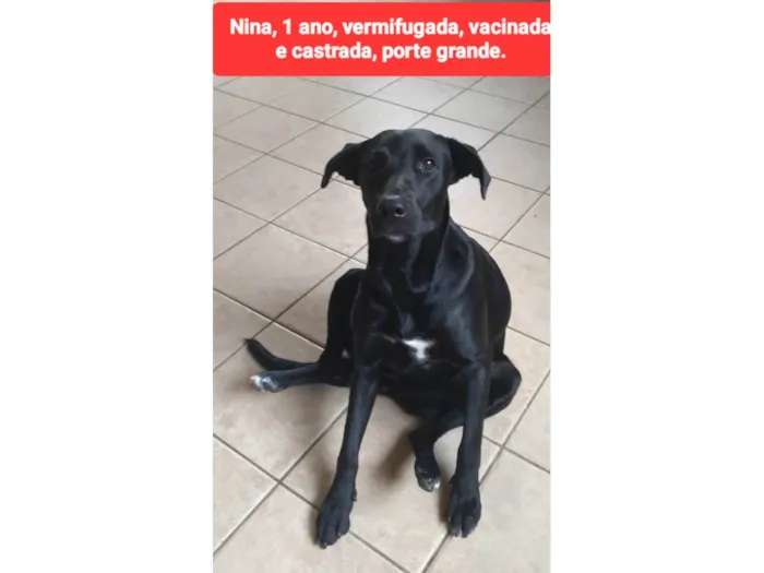 Cachorro ra a SRD-ViraLata idade 1 ano nome Nina