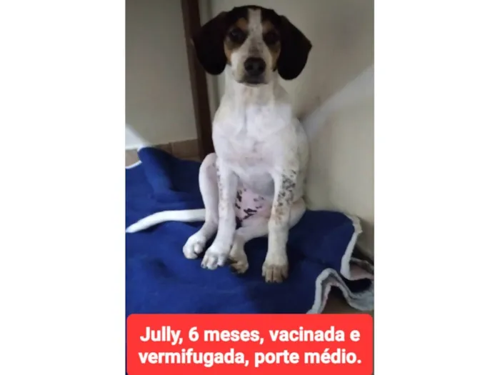 Cachorro ra a SRD-ViraLata idade 2 a 6 meses nome Jully