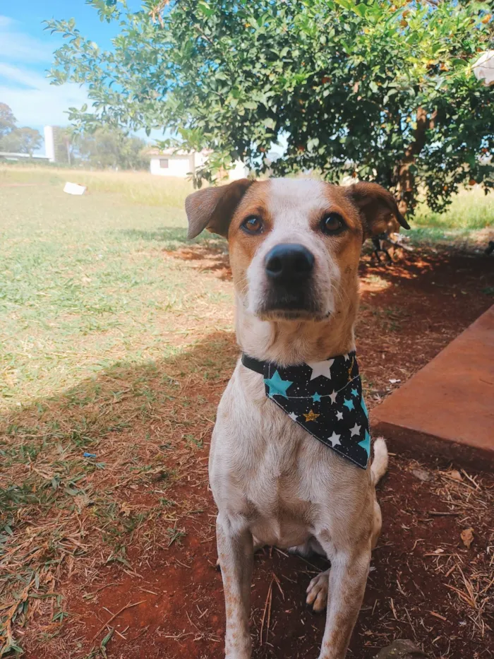 Cachorro ra a SRD-ViraLata idade 3 anos nome Lupin